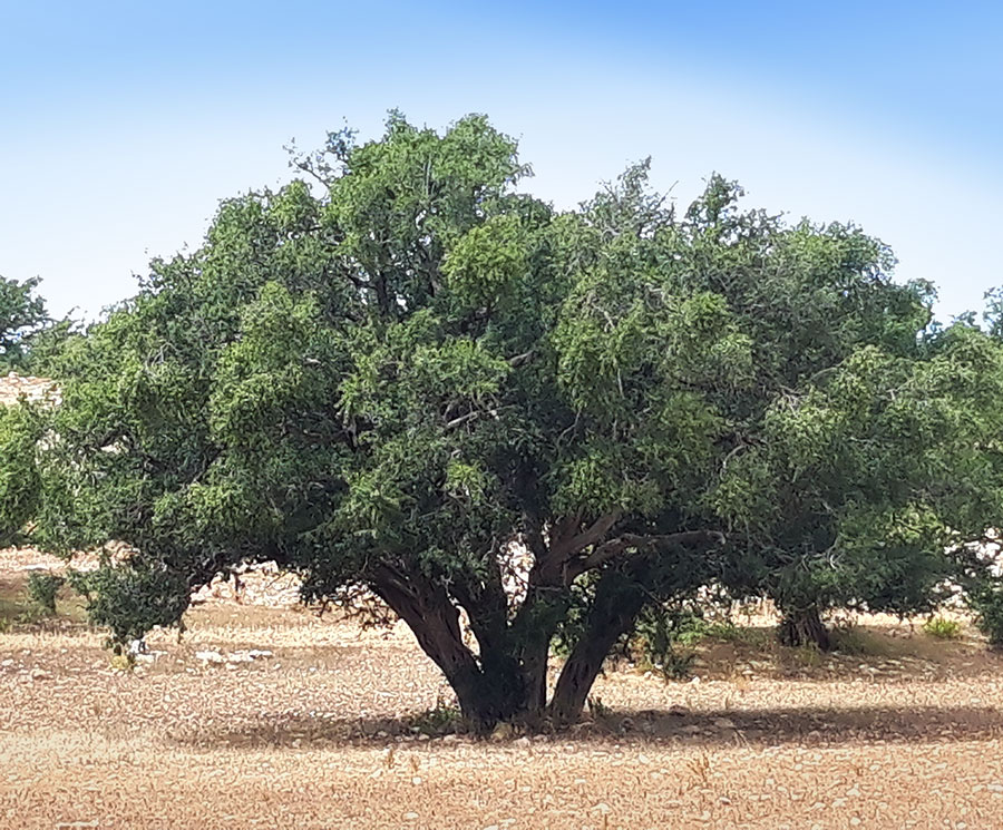 Das Kunstkasterl – kleinste Galerie der Sahara Das Sahara Kunstkasterl aus Lehm