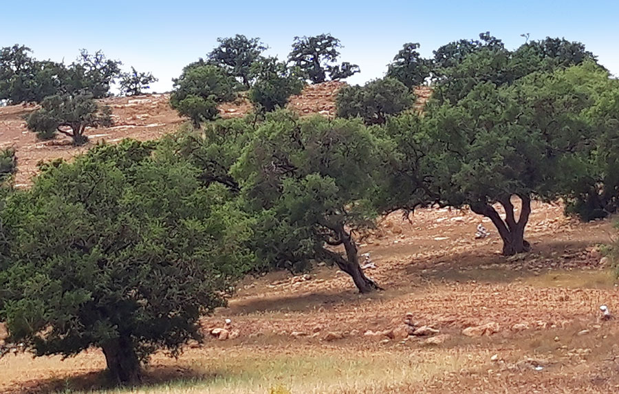 Mit dem Klick auf den Button kann man Anfragen zu einer Marokkoreise stellen