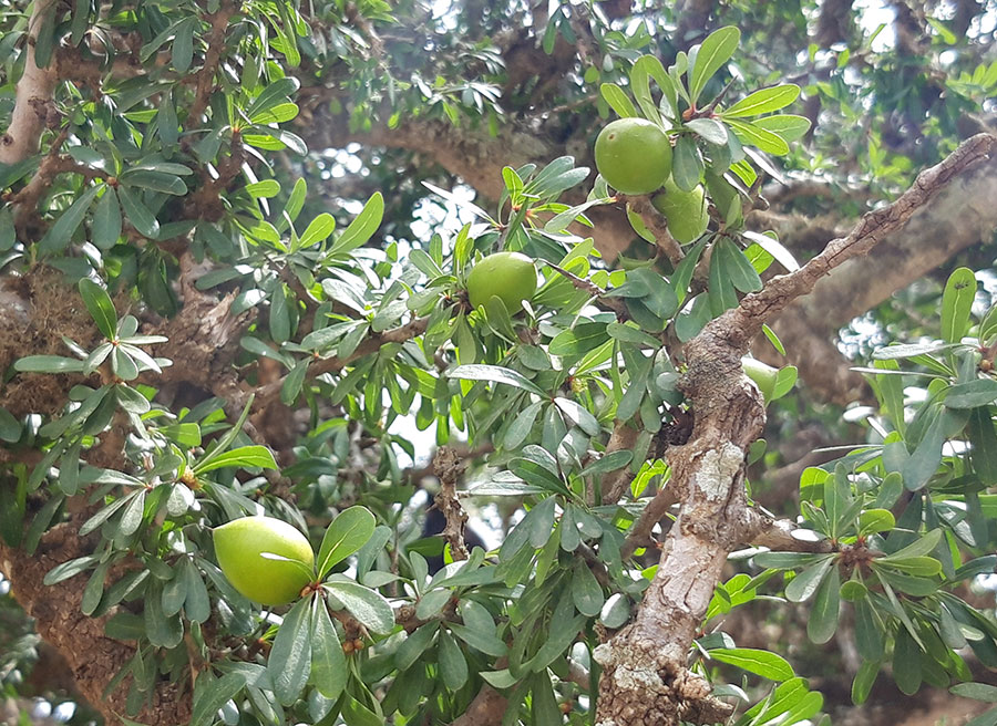 Der Künstler aquarelliert in den Dünen Der Künstler Günther Haslbeck aquarelliert