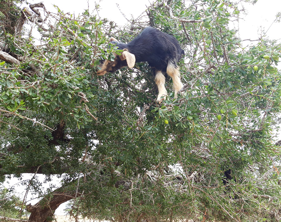 Das Kunstkasterl unterm Sternenhimmel Das Kunstkasterl unterm Sternenhimmel